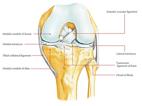 medial meniscus in knee